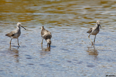PLAYERO ZANCUDO (Calidris himantopus) - Arroyo Colorado - CANELONES (Octubre 2023)